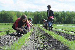 Erntehelfer; Arbeiten für die Ernte