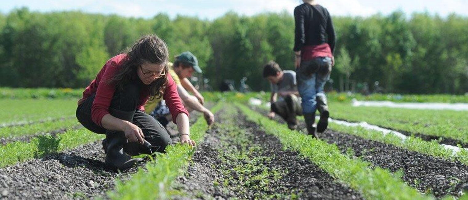 Erntehelfer; Arbeiten für die Ernte